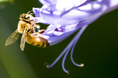 Apis mellifera