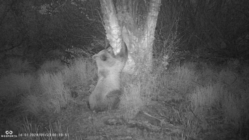Brown Bear photographed in Alaska