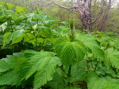Filipendula camtschatica