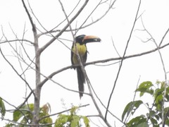 Pteroglossus inscriptus