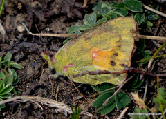 Colias fieldii