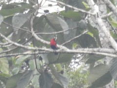 Ramphocelus nigrogularis