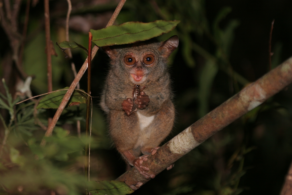 Peleng Tarsier