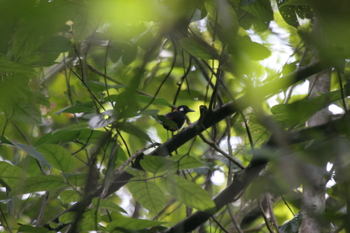 Red-and-black Thrush (Geokichla mendeni), photo 2