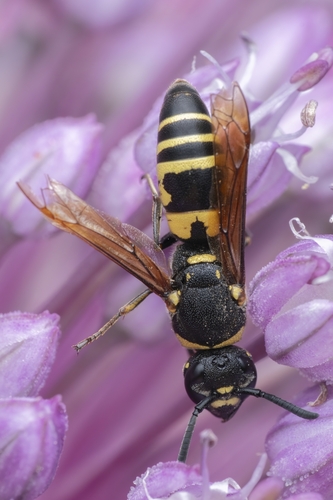 Euodynerus notatus observed 2024-07-25