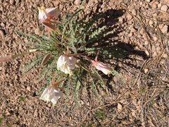 Oenothera tetraptera