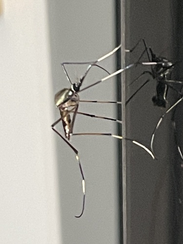 Toxorhynchites brevipalpis observed 2024-08-07
