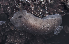 Alloiodoris lanuginata