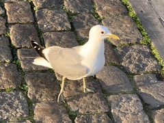 Larus canus