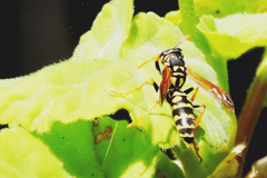 Polistes dominula
