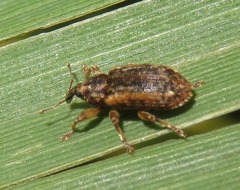 Dorytomus ictor