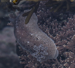 Alloiodoris lanuginata