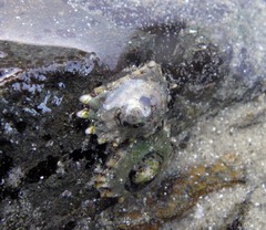 Siphonaria australis