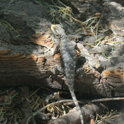 iNaturalist observation photo of Western Fence Lizard