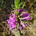 Lobelia decurrens 2