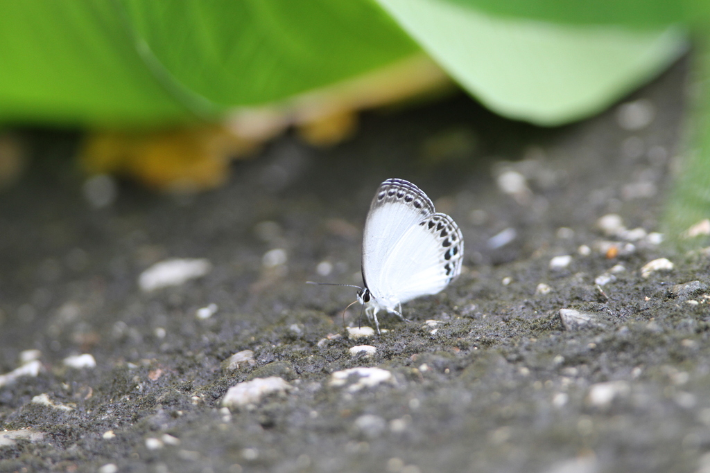 Epimastidia arienis