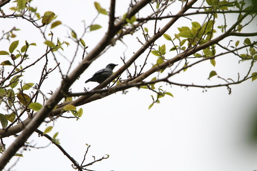 Pale Cicadabird (Edolisoma ceramense)