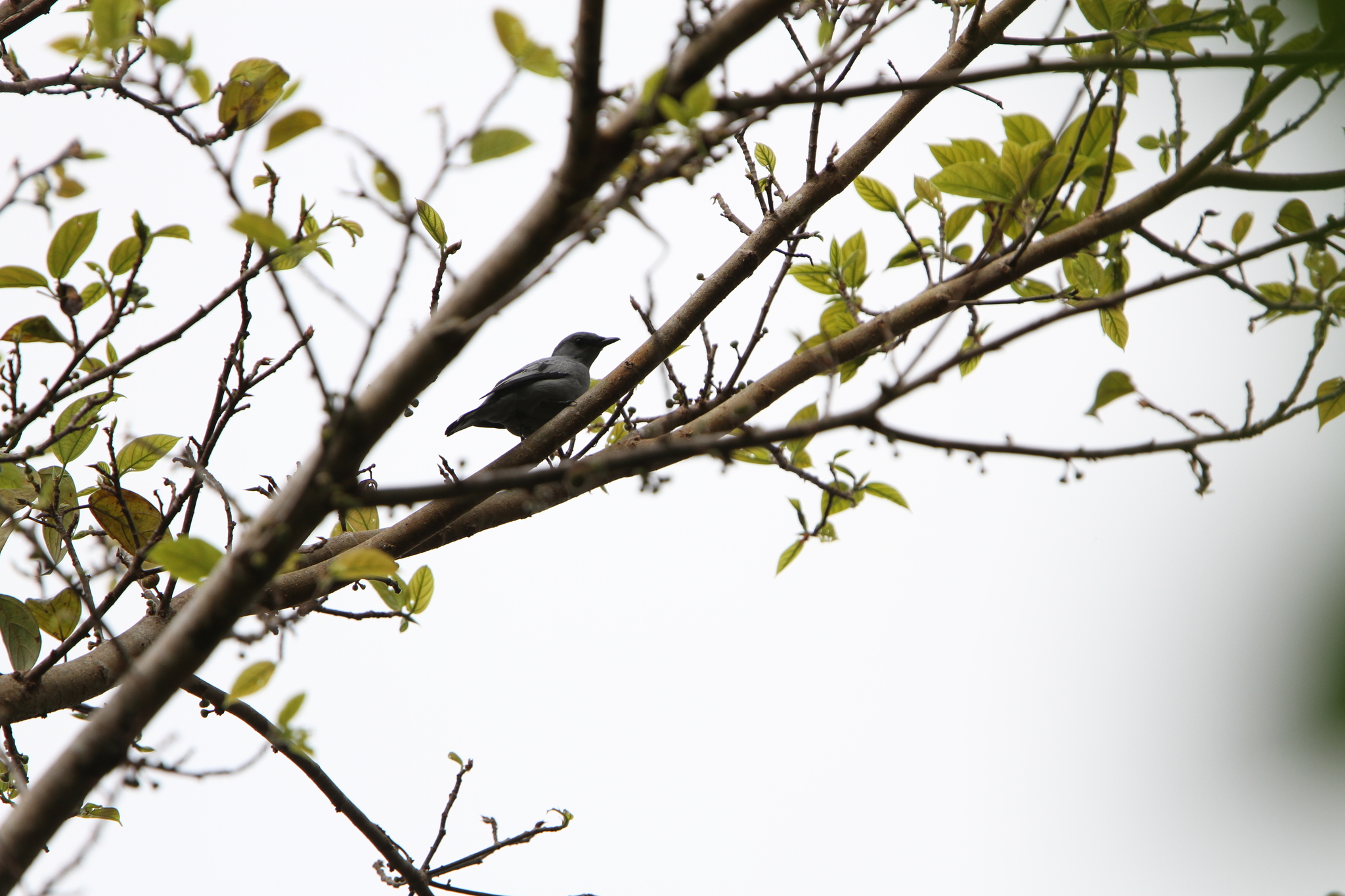 Pale Cicadabird (Edolisoma ceramense), photo 1