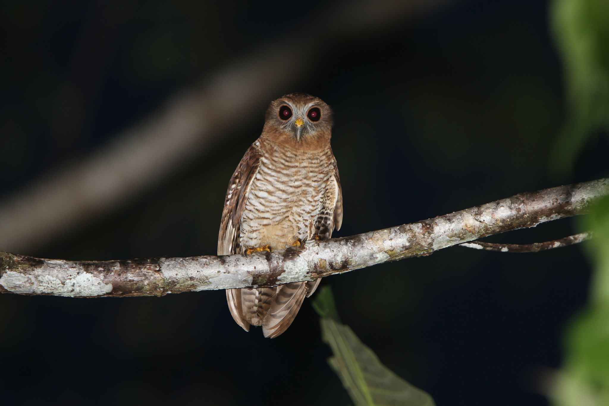 Seram Boobook (Ninox squamipila), photo 4