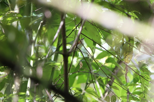 Rufescent Darkeye (Tephrozosterops stalkeri), photo 3