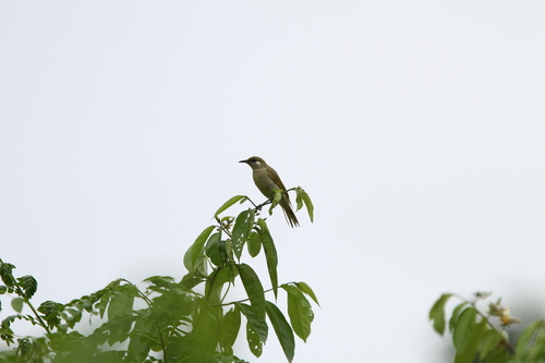 Olive Honeyeater (Lichmera argentauris)