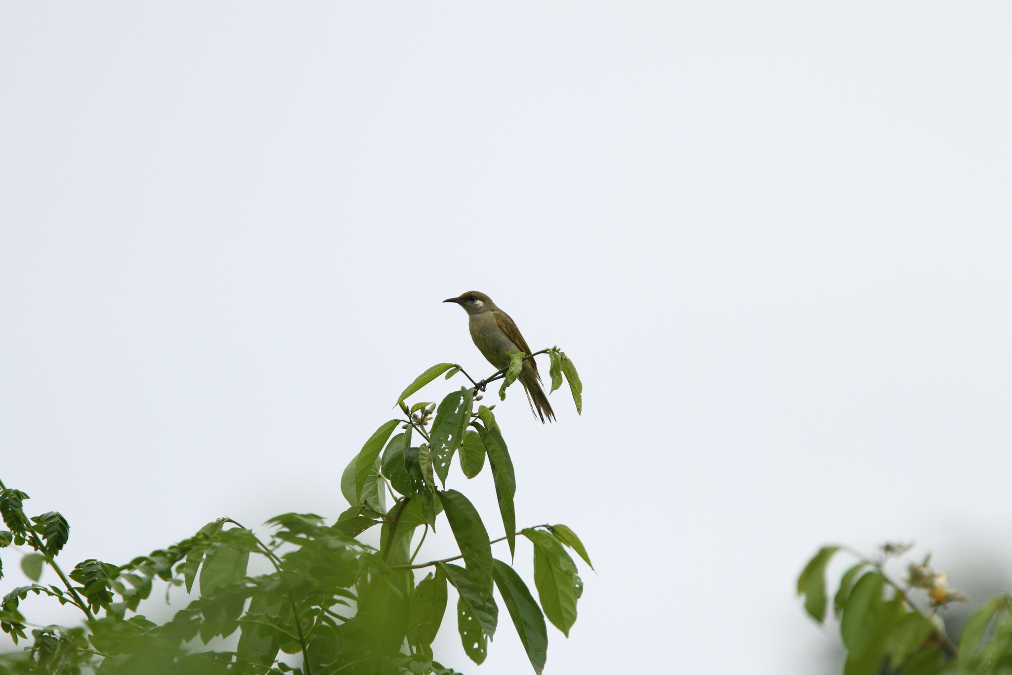 Olive Honeyeater (Lichmera argentauris), photo 1