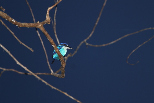 Lazuli Kingfisher (Todiramphus lazuli), photo 8