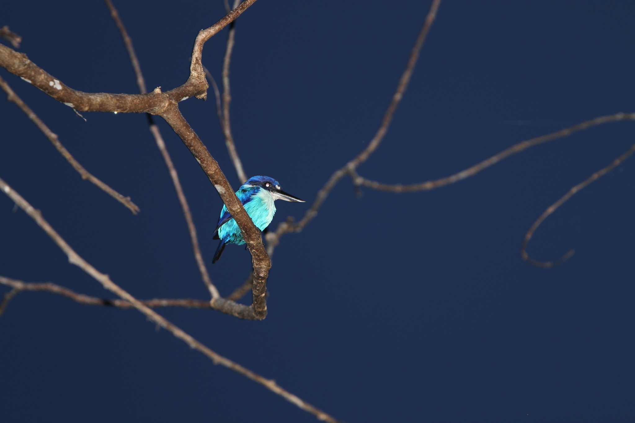 Lazuli Kingfisher (Todiramphus lazuli), photo 2