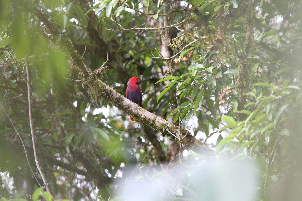 Eclectus Parrot