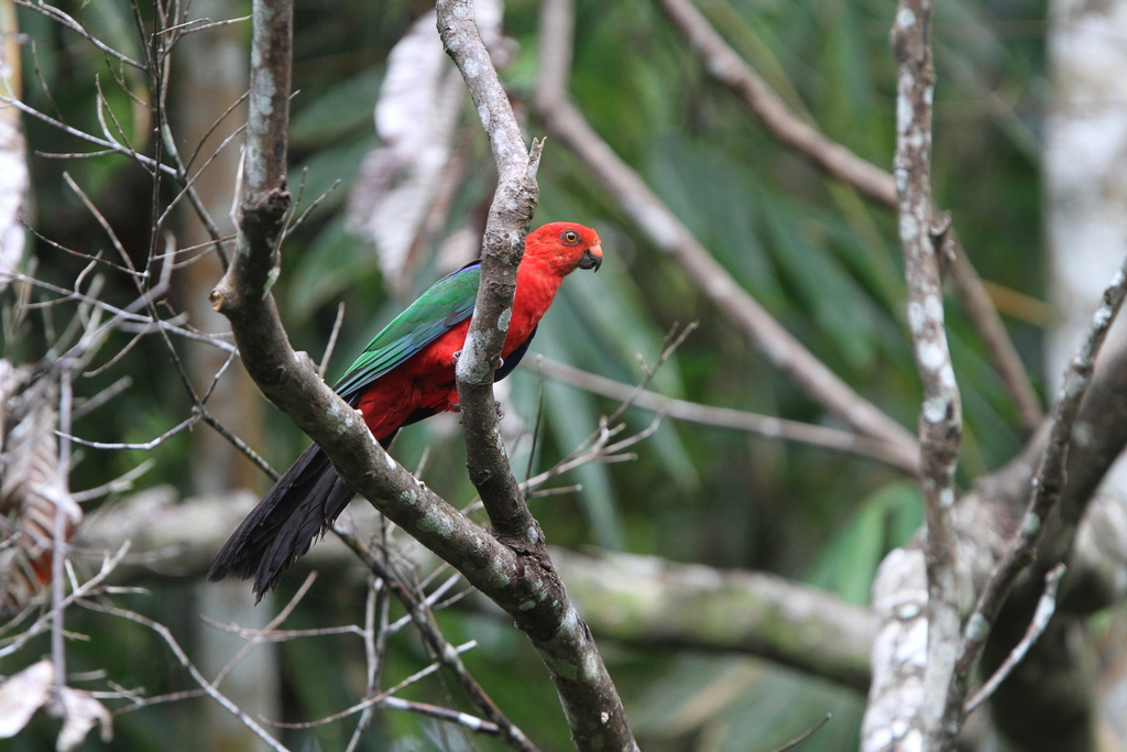 Moluccan King-Parrot photo