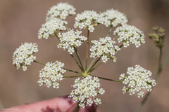 Perideridia kelloggii