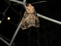 Calyptis