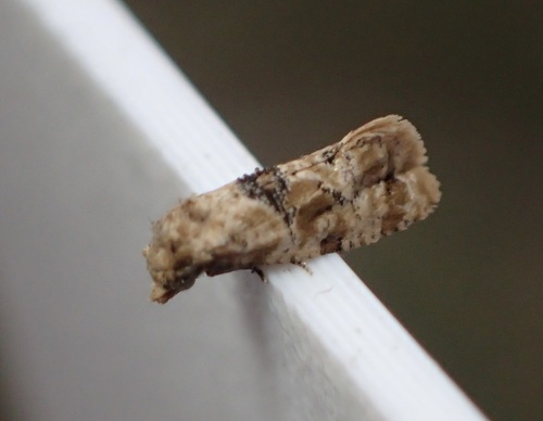 Chrysanthemum Flower Borer Moth photo 2