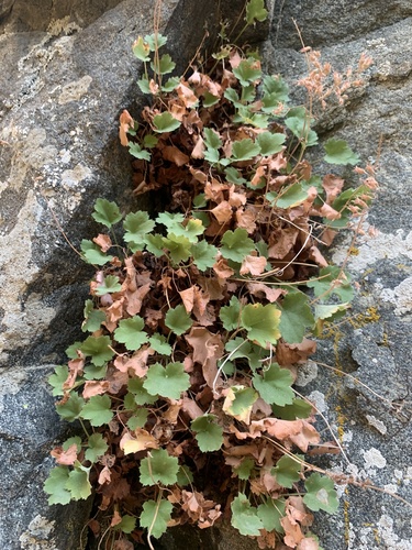Pink alumroot (Heuchera rubescens)