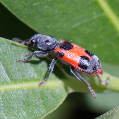 Enoclerus eximius