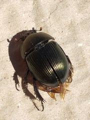 Geotrupes splendidus