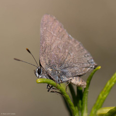 Satyrium tetra