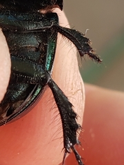 Geotrupes splendidus