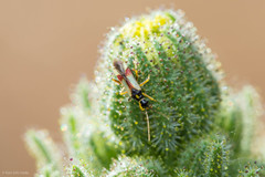 Tupiocoris californicus