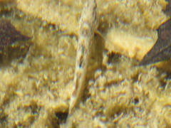 Etheostoma