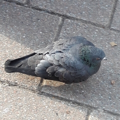 Columba livia domestica