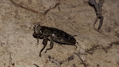 Chrysobothris femorata