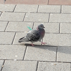 Columba livia domestica