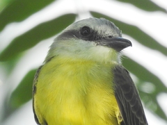 Tyrannus albogularis