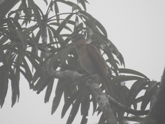 Pachyramphus castaneus