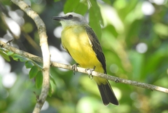 Tyrannus albogularis