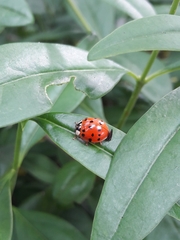 Harmonia axyridis