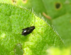 Longitarsus anchusae