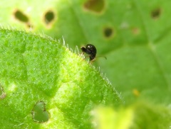 Longitarsus anchusae