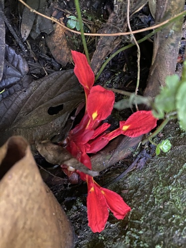 Etlingera coccinea (Etlingera coccinea)